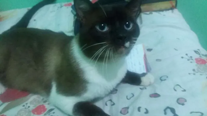 Gato ra a Siamês idade 1 ano nome freud