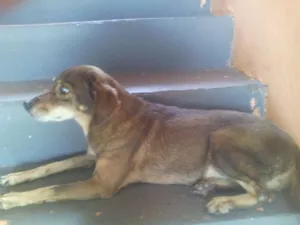 Cachorro raça Vira lata idade 6 ou mais anos nome Lica