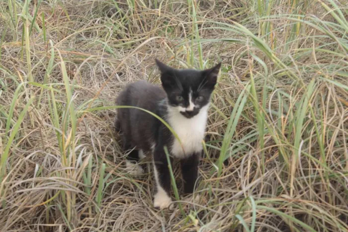 Gato ra a comum idade 2 a 6 meses nome Nina, Cirano, Billi 