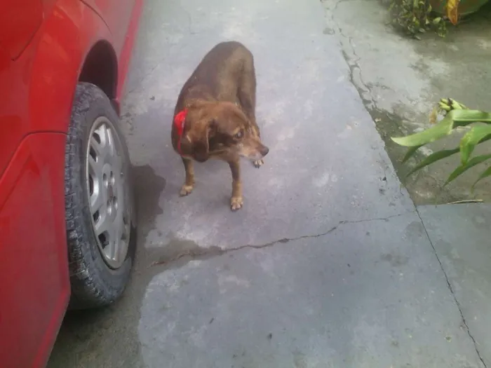 Cachorro raça Vira lata idade 4 anos nome Clara