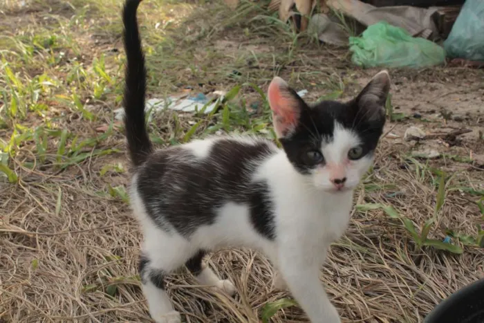 Gato ra a comum idade 2 a 6 meses nome Nina, Cirano, Billi 