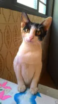 Zuleika