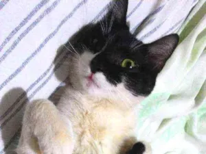 Gato raça SRD idade 1 ano nome Chucrute