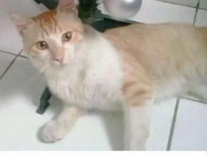 Gato raça vira -lata idade 3 anos nome Chorão