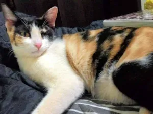 Gato raça SRD idade 1 ano nome Zuleika