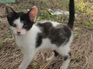 Gato raça comum idade 2 a 6 meses nome Nina, Cirano, Billi 
