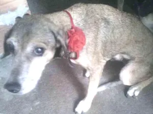 Cachorro raça Viralata idade 4 anos nome Duquesa