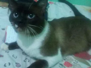 Gato raça Siamês idade 1 ano nome freud