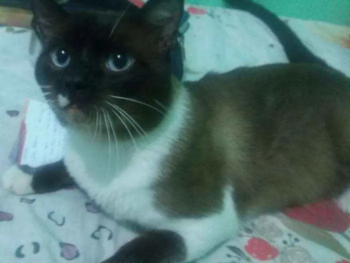 Gato ra a Siamês idade 1 ano nome freud