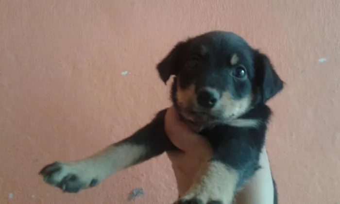Cachorro ra a SRD idade 2 a 6 meses nome Sem Nome