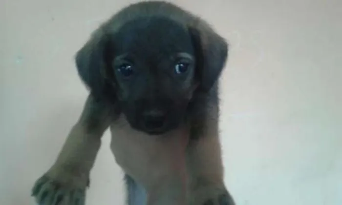 Cachorro ra a SRD idade 2 a 6 meses nome Sem Nome