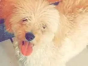 Cachorro raça Poodle com vira lata idade 1 ano nome marley