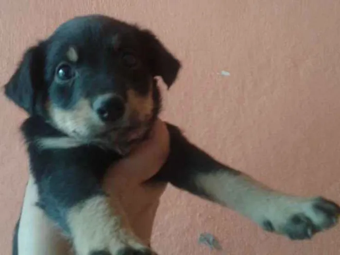 Cachorro ra a SRD idade 2 a 6 meses nome Sem Nome