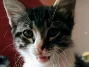 Gato raça  idade 2 a 6 meses nome Não tem nome 