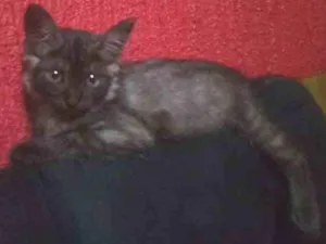 Gato raça Vira lata idade 2 a 6 meses nome Pandora