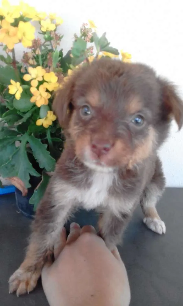 Cachorro raça Mista idade Abaixo de 2 meses nome Filhotes