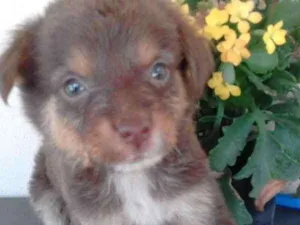 Cachorro raça Mista idade Abaixo de 2 meses nome Filhotes