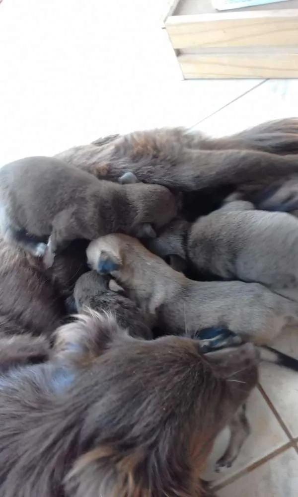 Cachorro raça Misto idade Abaixo de 2 meses nome Filhotes