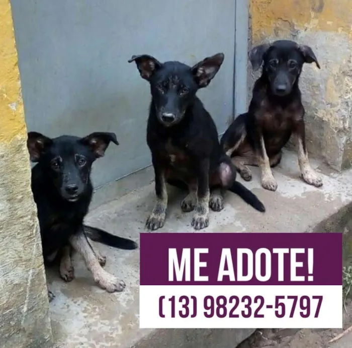 Cachorro ra a Vira Lata idade 2 a 6 meses nome Tobi, Sam e Lua