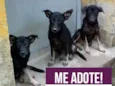 Tobi, Sam e Lua