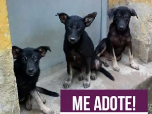 Cachorro raça Vira Lata idade 2 a 6 meses nome Tobi, Sam e Lua