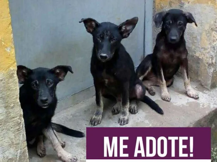 Cachorro ra a Vira Lata idade 2 a 6 meses nome Tobi, Sam e Lua