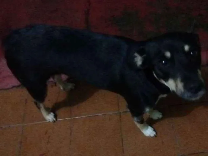 Cachorro ra a RSD - Vira lata idade 3 anos nome Bebel