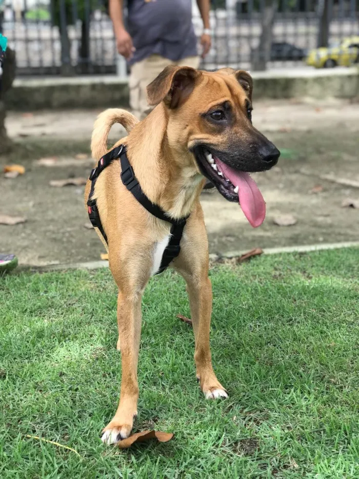 Cachorro ra a SRD idade 1 ano nome Rubens
