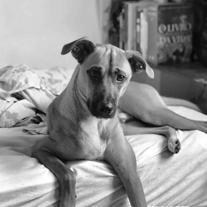 Cachorro ra a SRD idade 1 ano nome Rubens