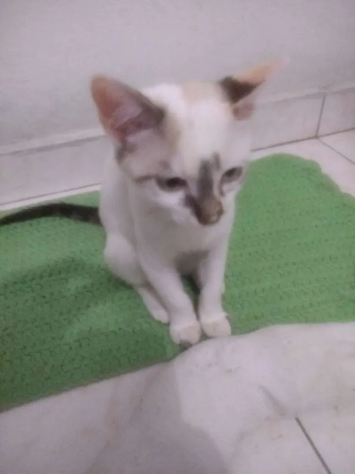 Gato ra a Vira Lata idade 2 a 6 meses nome Liza