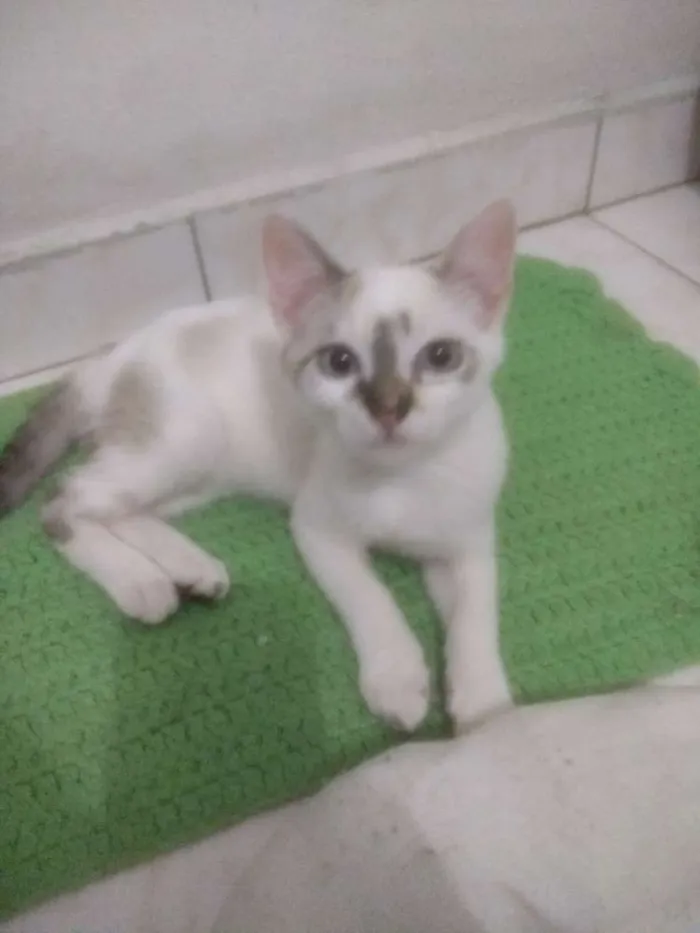 Gato ra a Vira Lata idade 2 a 6 meses nome Liza
