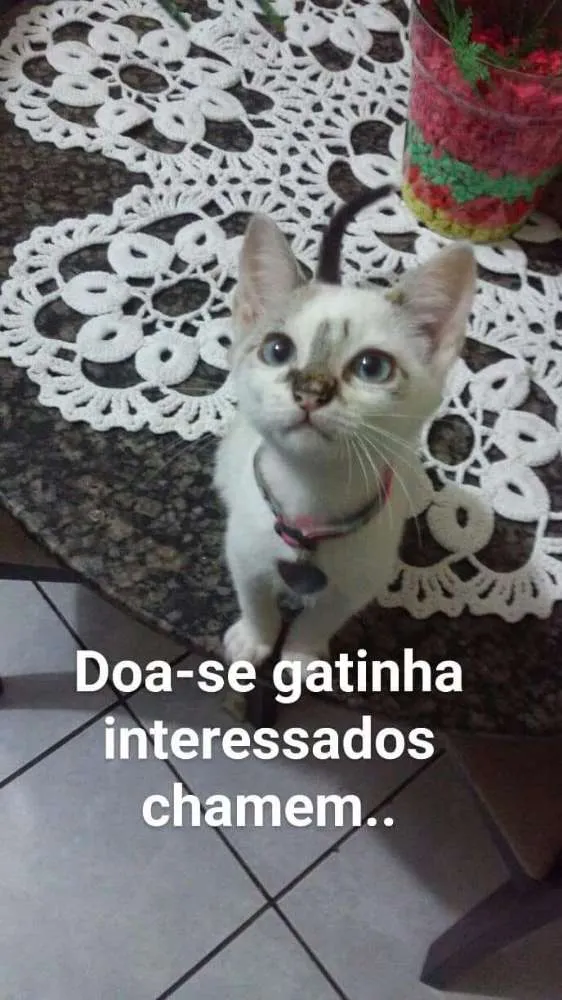 Gato ra a Vira Lata idade 2 a 6 meses nome Liza