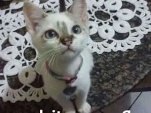 Gato raça Vira Lata idade 2 a 6 meses nome Liza