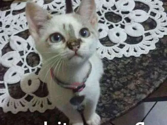 Gato ra a Vira Lata idade 2 a 6 meses nome Liza