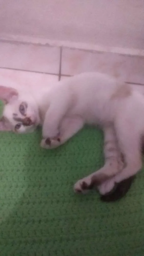 Gato ra a Vira Lata idade 2 a 6 meses nome Liza
