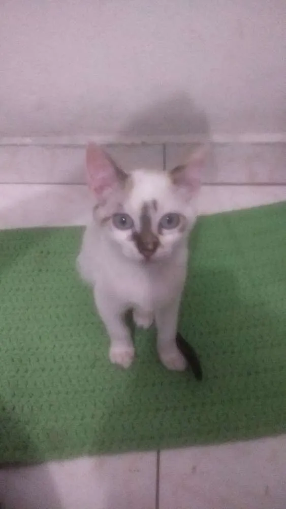 Gato ra a Vira Lata idade 2 a 6 meses nome Liza