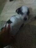 Amora