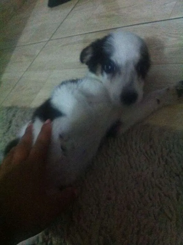 Cachorro raça Vira Lata idade 2 a 6 meses nome Amora