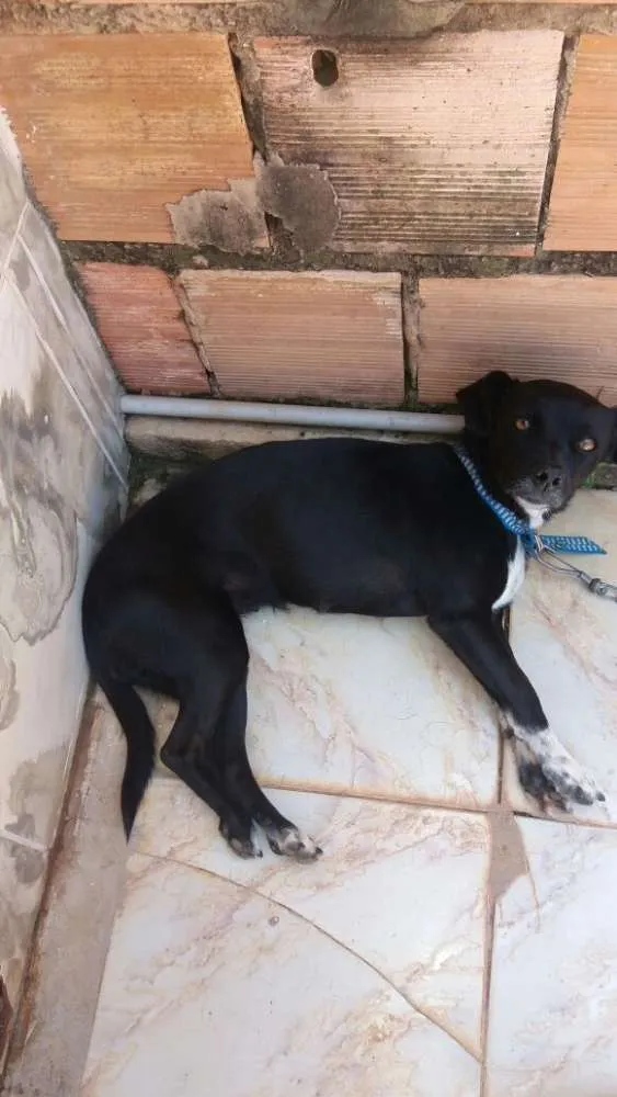 Cachorro ra a Vira lata idade 3 anos nome Toia