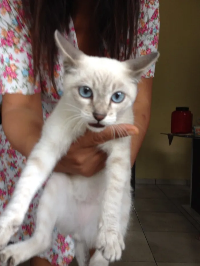 Gato ra a  idade 2 a 6 meses nome Flock 