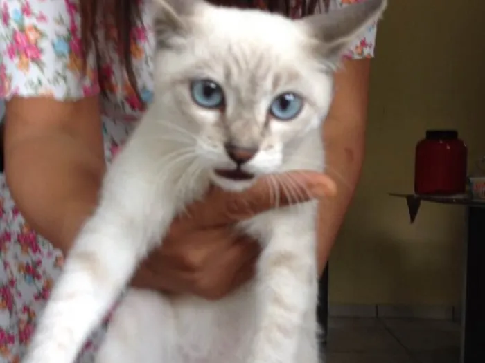 Gato ra a  idade 2 a 6 meses nome Flock 
