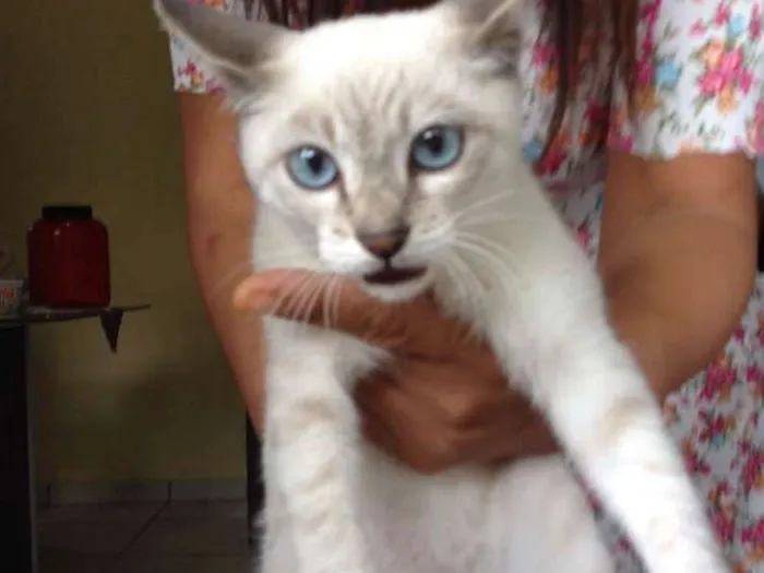 Gato ra a  idade 2 a 6 meses nome Flock 