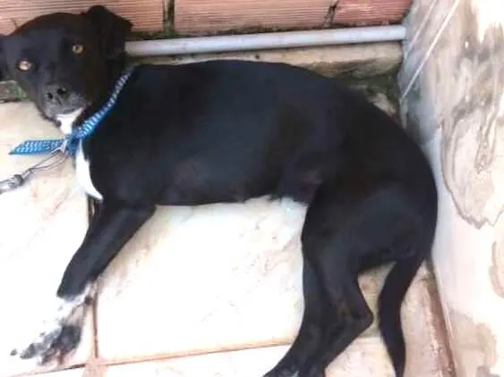 Cachorro ra a Vira lata idade 3 anos nome Toia