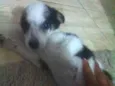 Amora