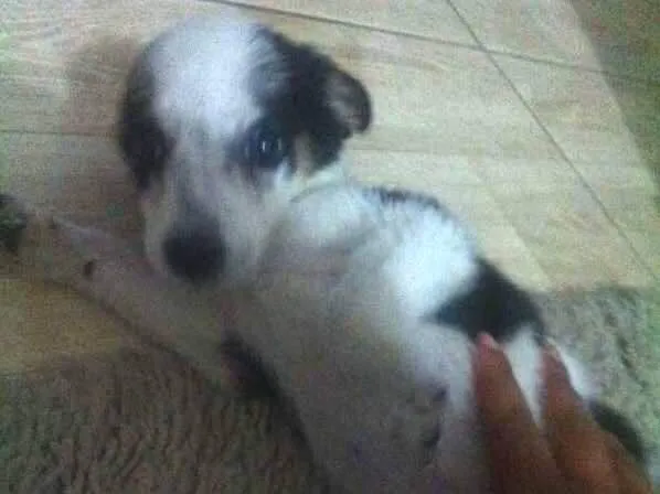 Cachorro raça Vira Lata idade 2 a 6 meses nome Amora