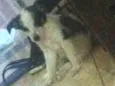 Amora