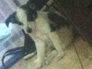 Cachorro raça Vira Lata idade 2 a 6 meses nome Amora