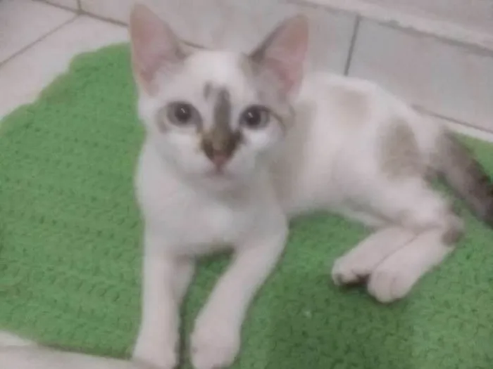 Gato ra a Vira Lata idade 2 a 6 meses nome Liza