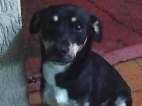 Cachorro ra a RSD - Vira lata idade 3 anos nome Bebel