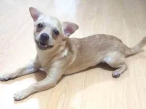 Cachorro raça Chihuahua com Pincher idade 7 a 11 meses nome Nick